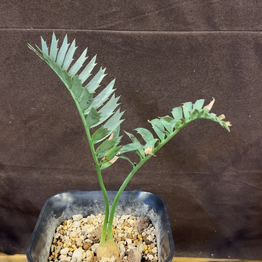 汤圆植物蓝棘铁帅