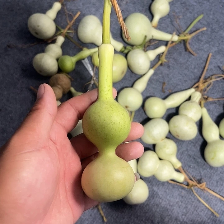 蓝***️文玩葫芦杆子葫芦