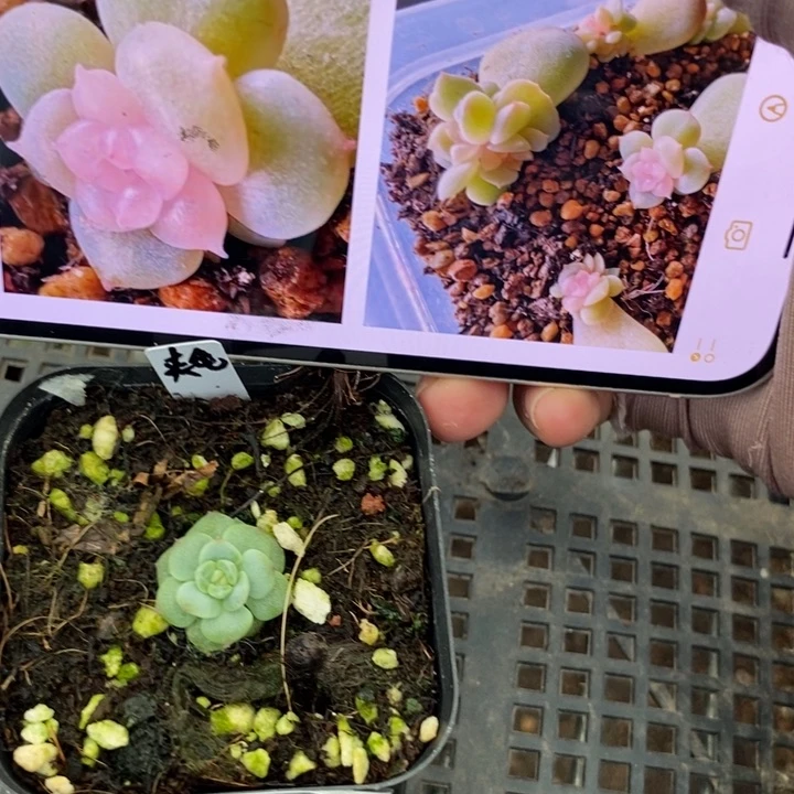 标签337亦朵一个多肉