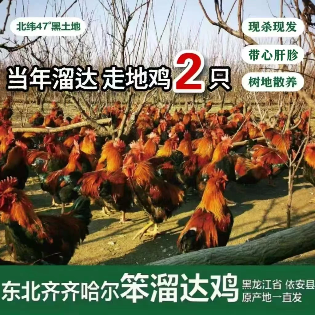黑龙江笨溜达鸡 2只走地鸡 果树地绿色散养 肉质细腻新鲜带心肝珍