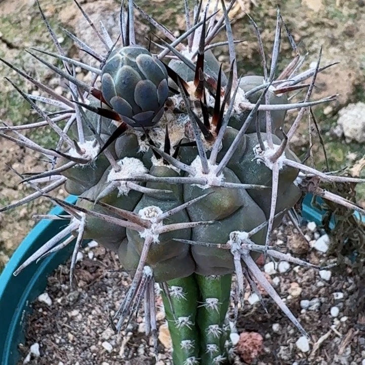 无花朵福利苗接摩天龙222