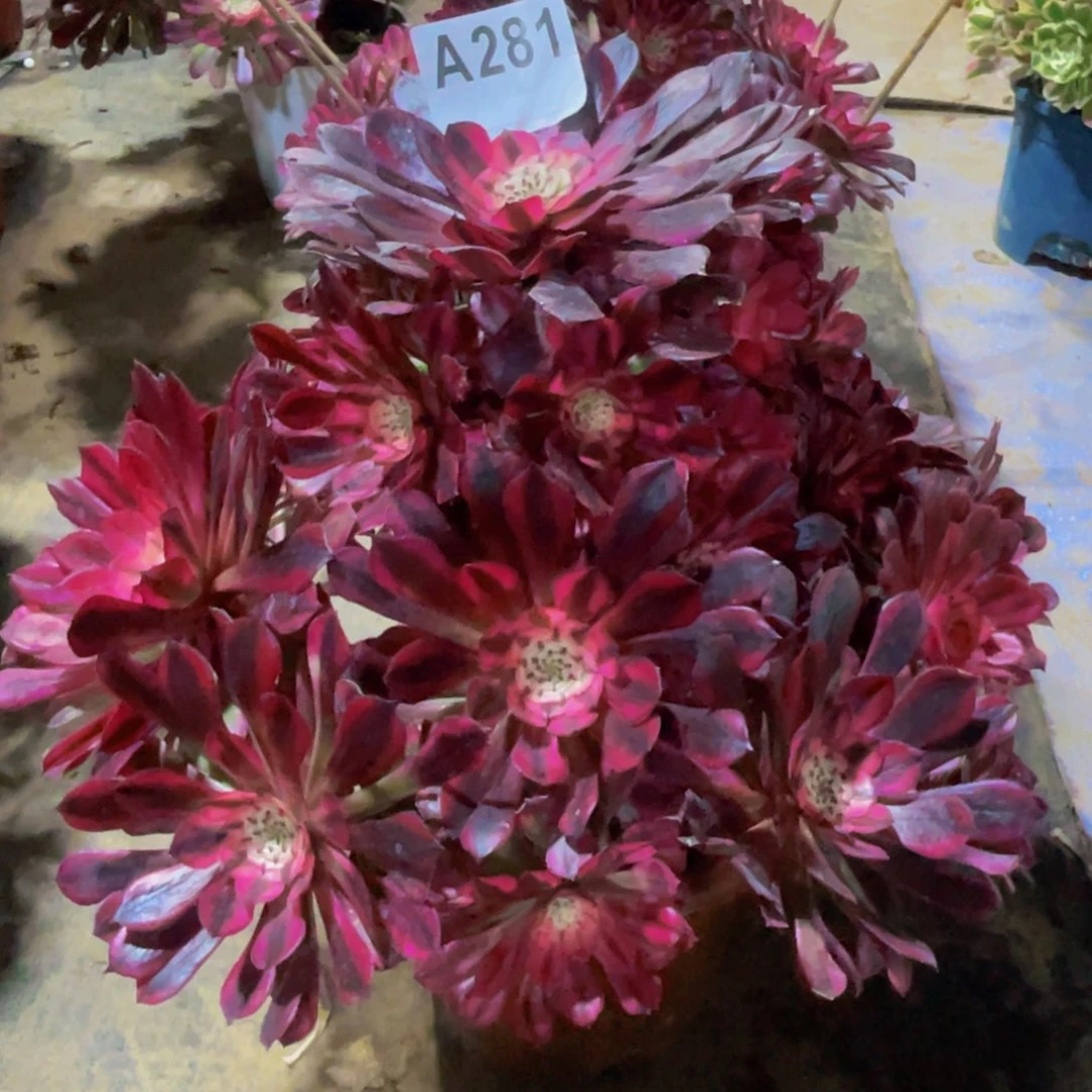 黑桐胡281福利出了