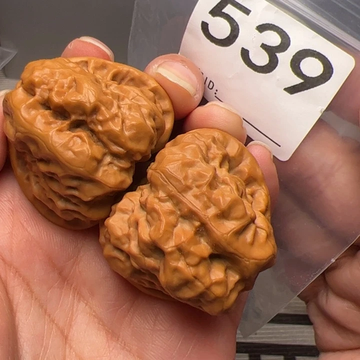 核桃39边41肚539号三角箭毒蛙