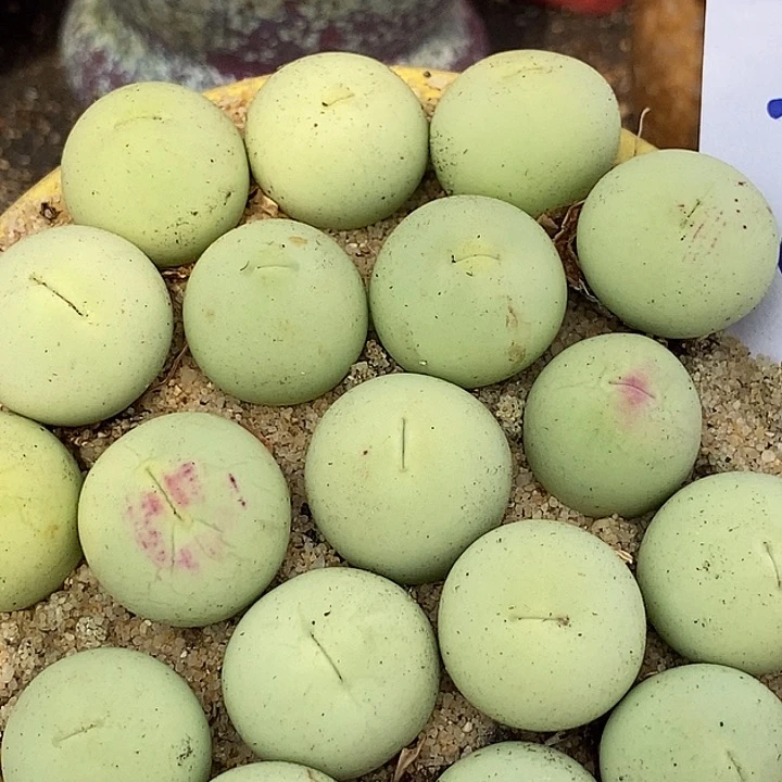 13512鸽子蛋母本一颗