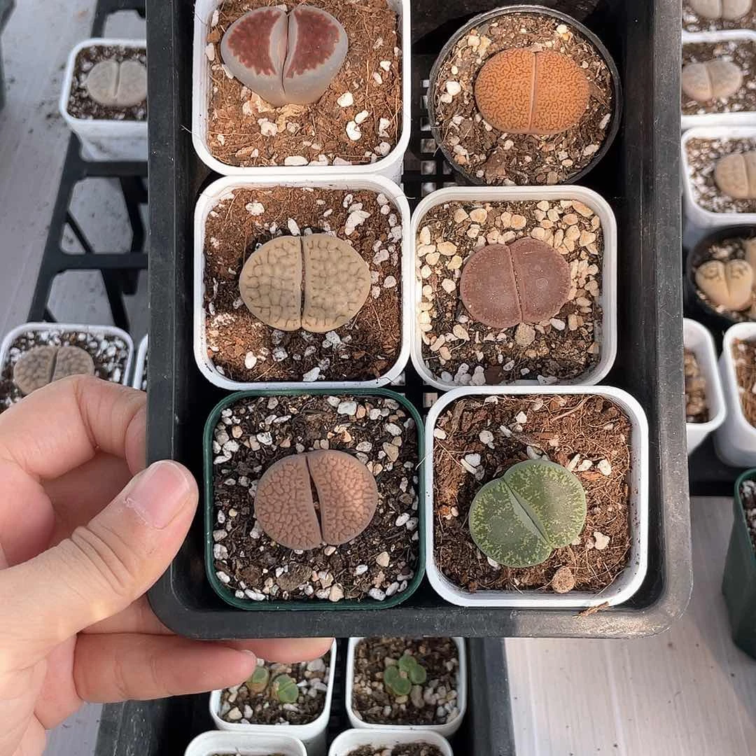 碎*2879大棚清仓甩卖了