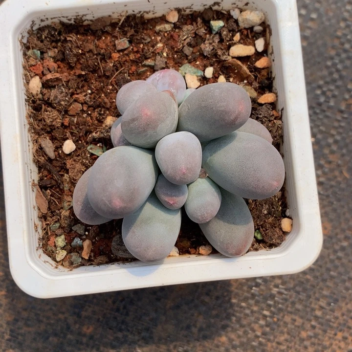 阿***皖精控米可奶多肉带冷链