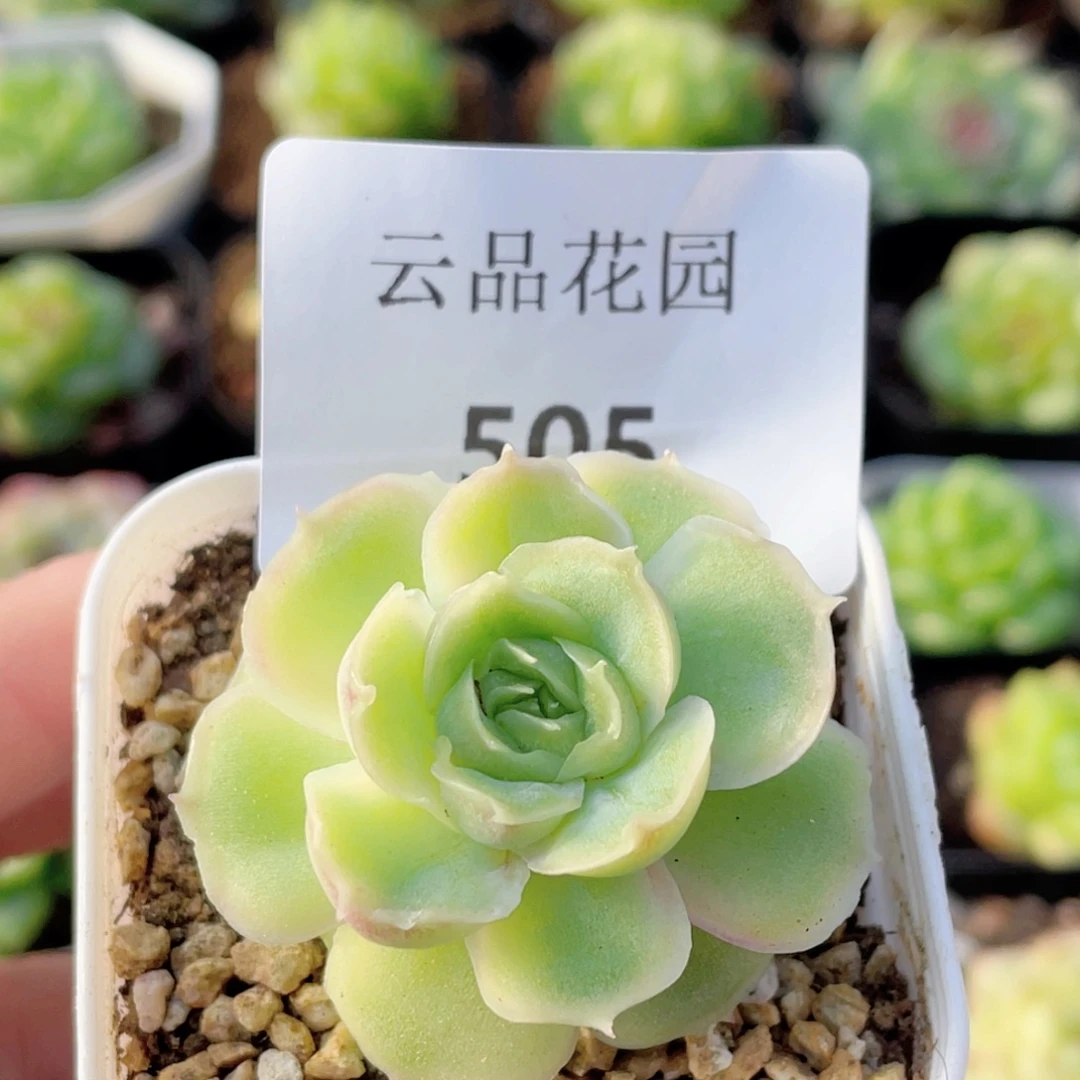 505号糖心冰心珍妮 虾饺