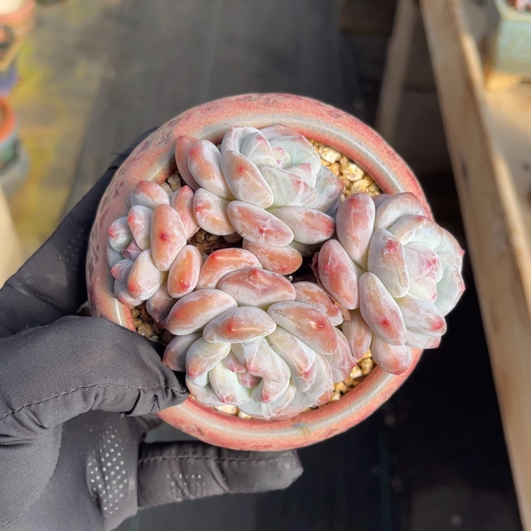 老桩香橙一物一拍