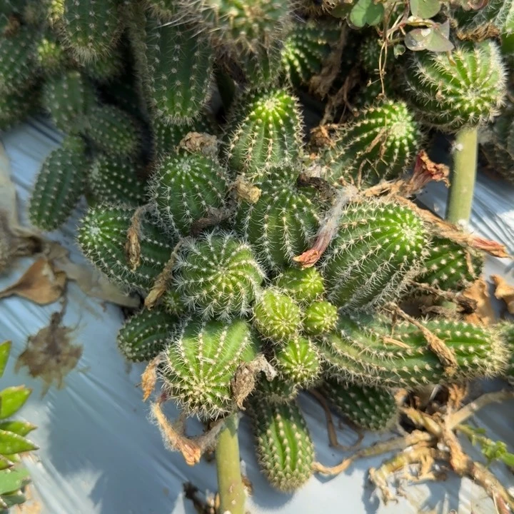 矮胖白檀241群生38
