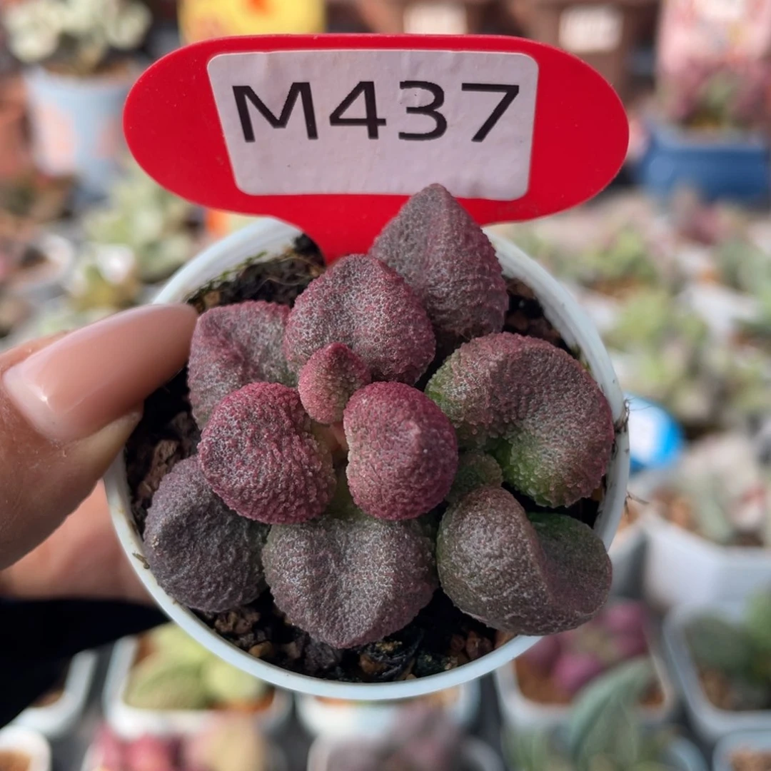 水蜜桃。   437。