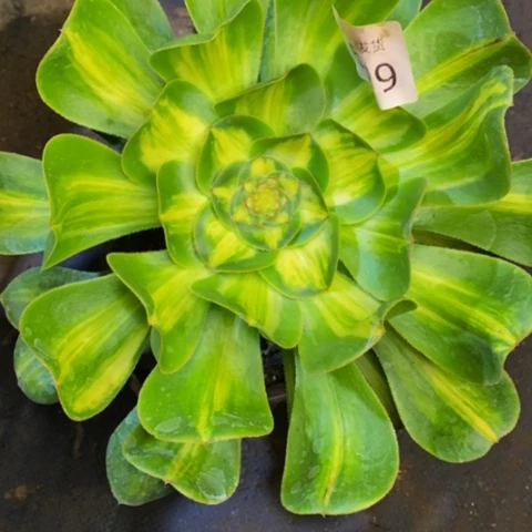 暴君多肉植物5999