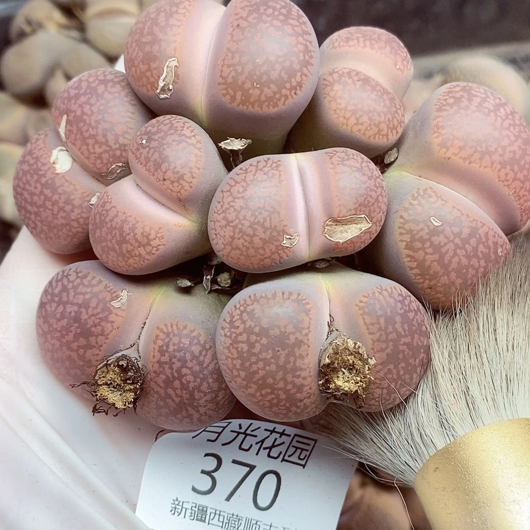 我还想和他们出去逛逛看看370