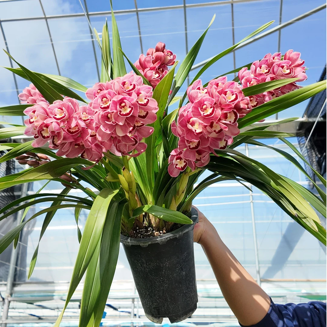 粉钻石 3枝剑大花蕙兰 年宵花 室内阳台 花苞发货 190盆（1287）