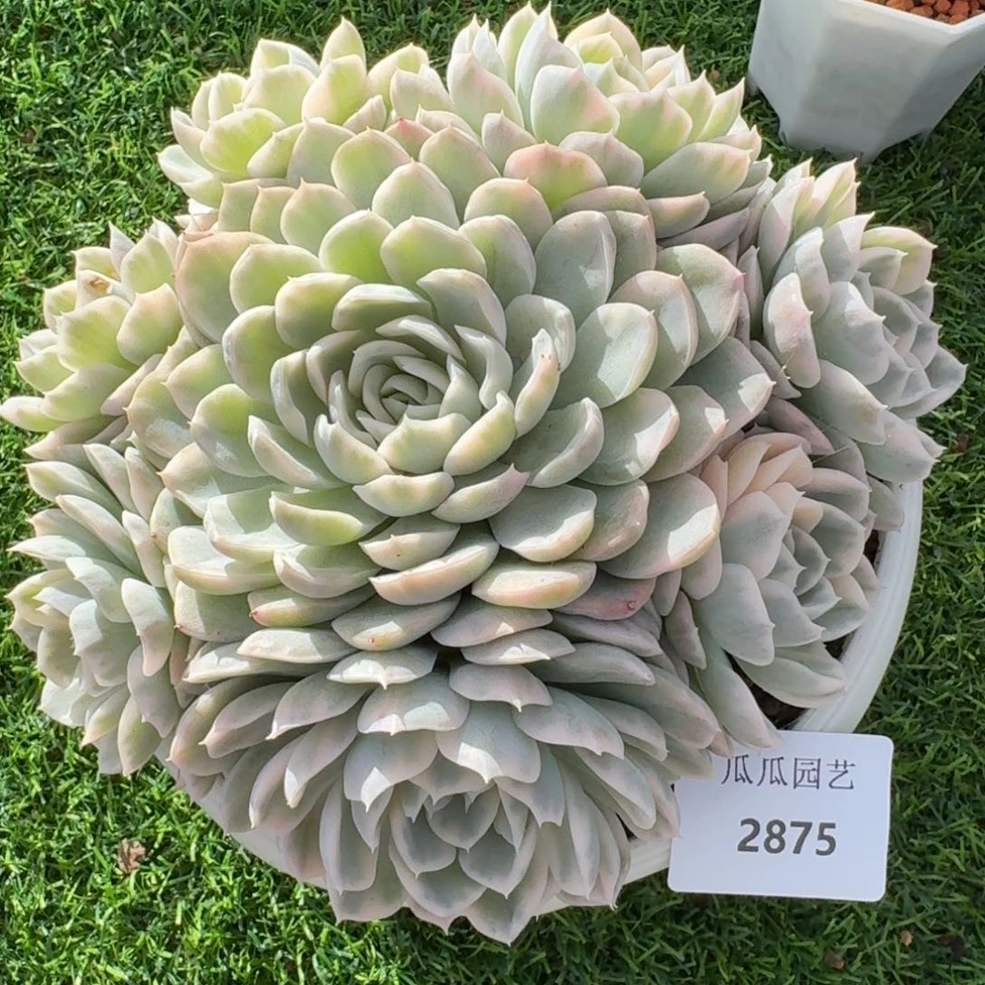 2875墨西哥雪球锦大群