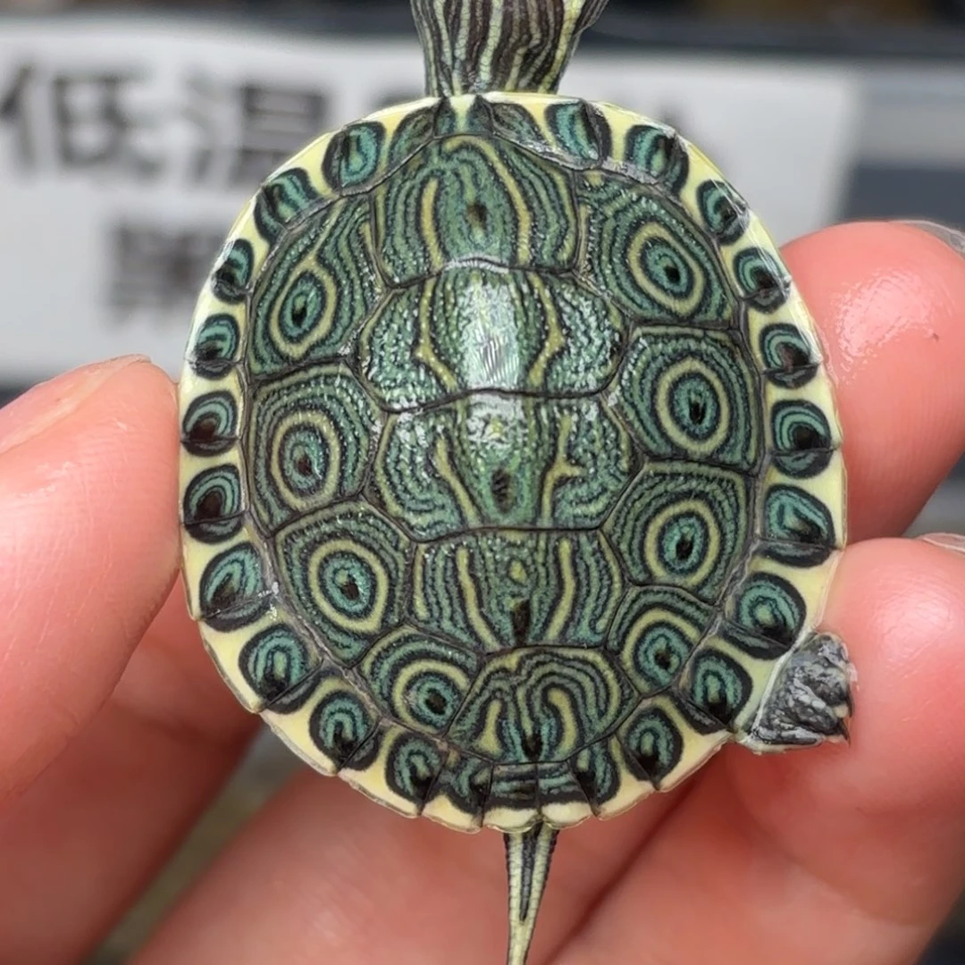 不分公母宠物龟全品大河