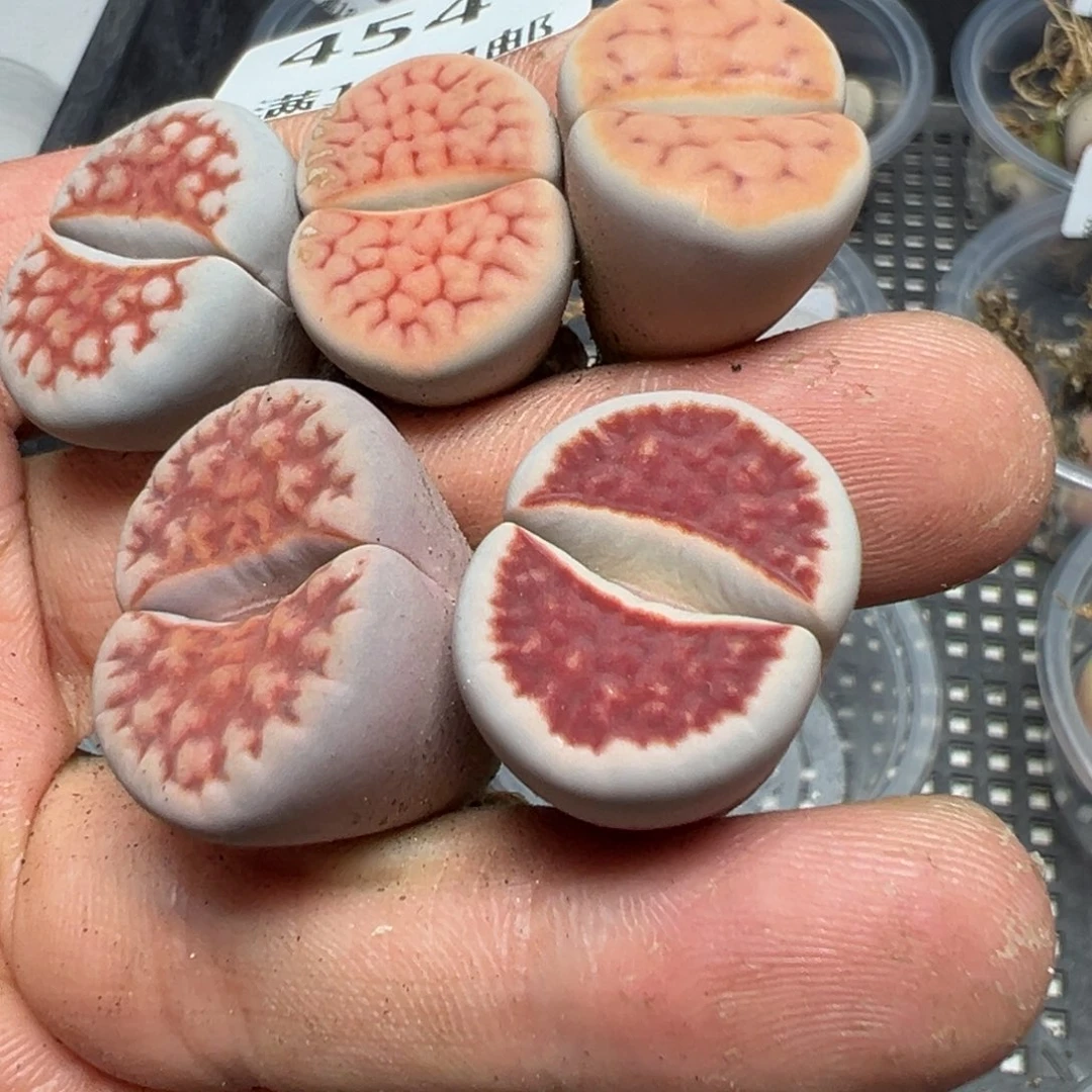 【闪购商品】 454。