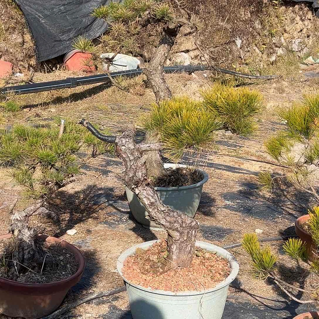 1w****3c096黑松 盆栽 包邮