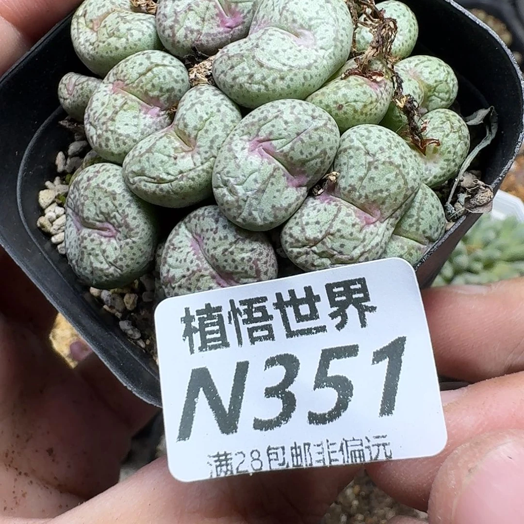 多肉植物的是fgbnnn