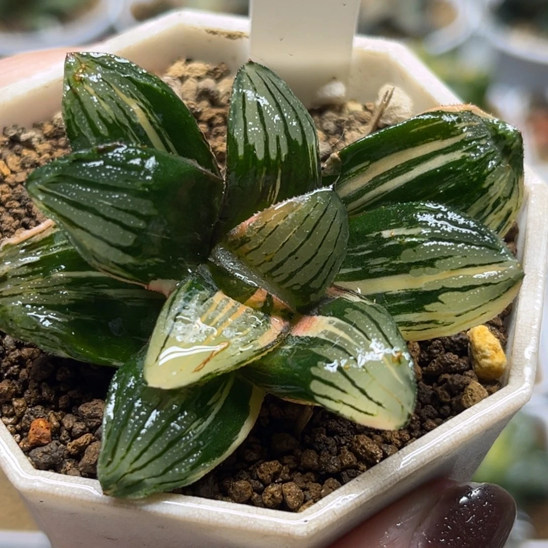 68夜想之森锦福利专场