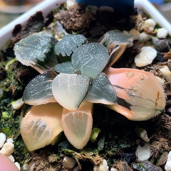 734冰面克锦特选福利