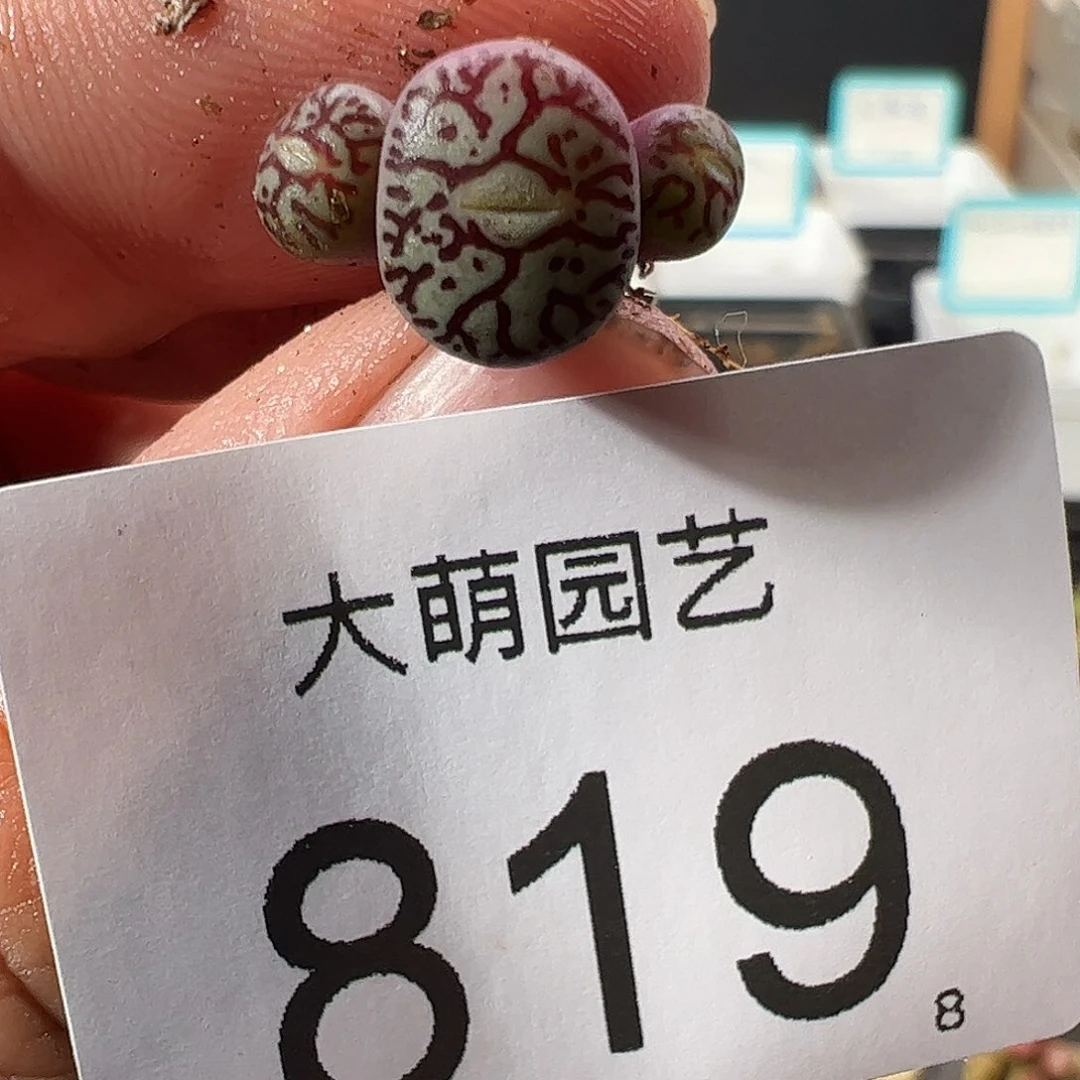 0000819 一物一拍……