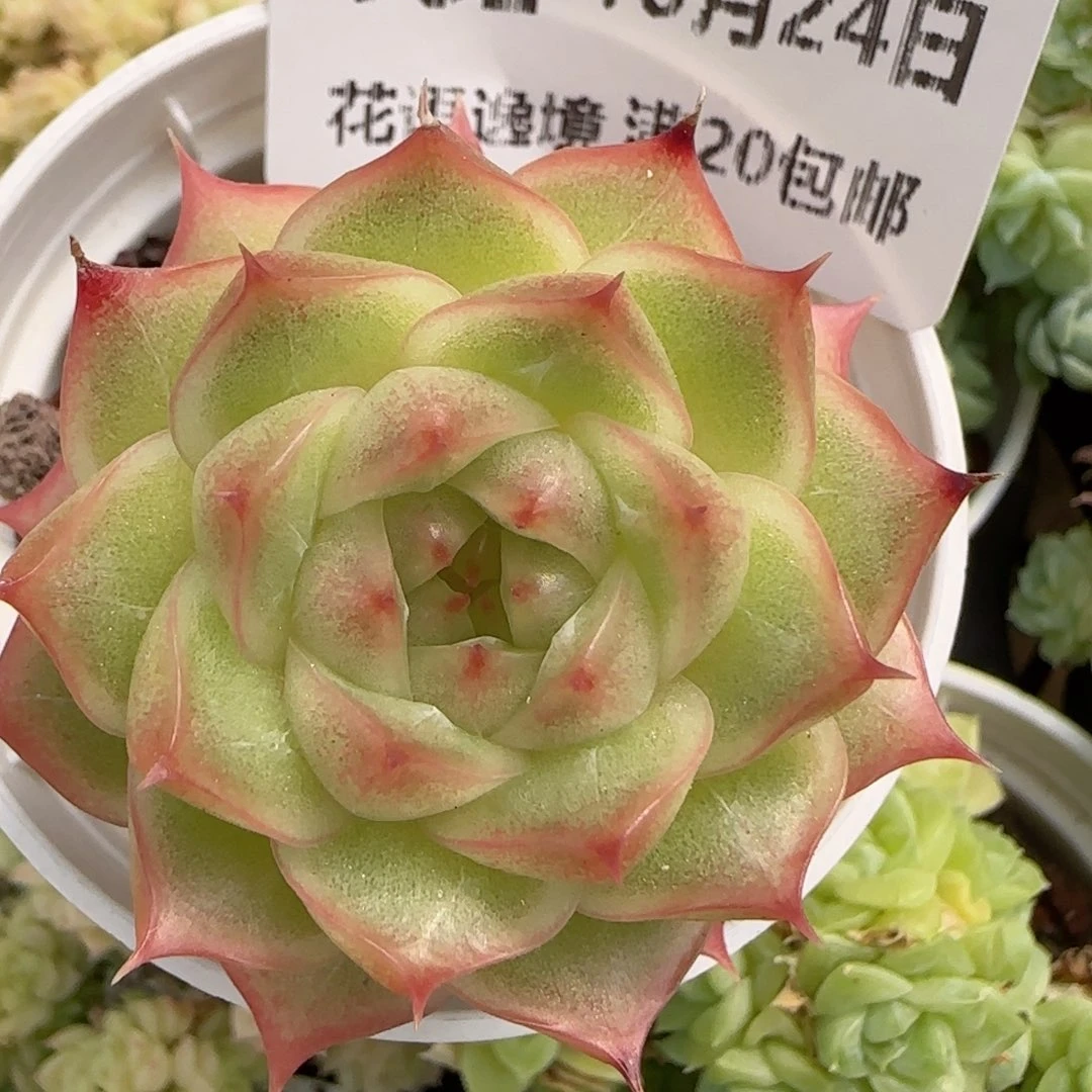 花语逸镜1024-182麦秆
