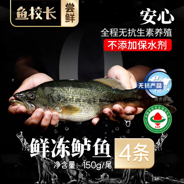 鱼校长【尝鲜|宝宝辅食】无抗淡水鲈鱼4条鲜活宰杀处理冷冻0添加