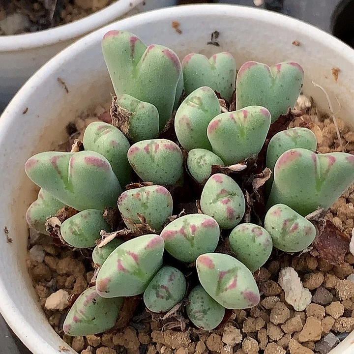 精品多肉植物精品多肉