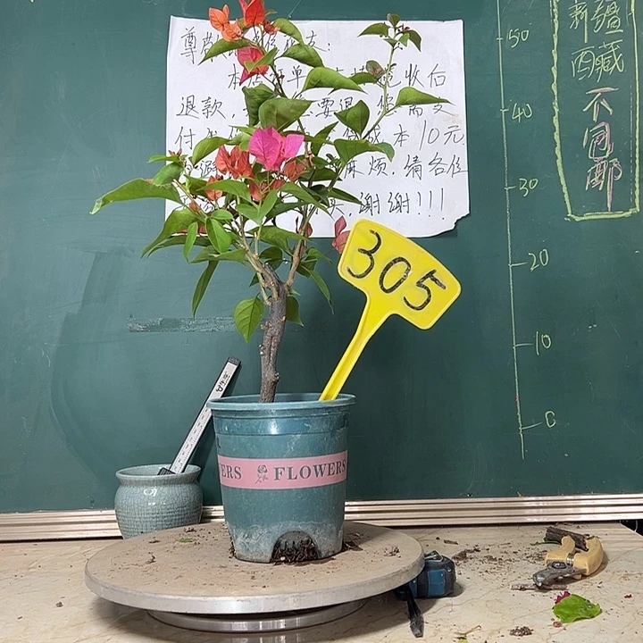 当前无花栽培后可以开花同安红305