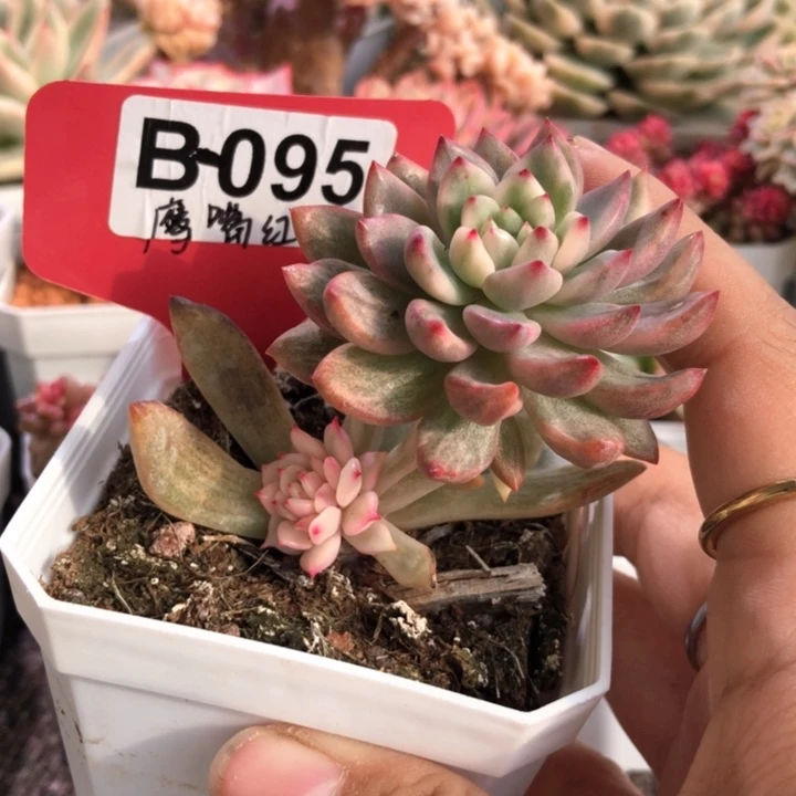 鹰嘴红覆轮锦有根