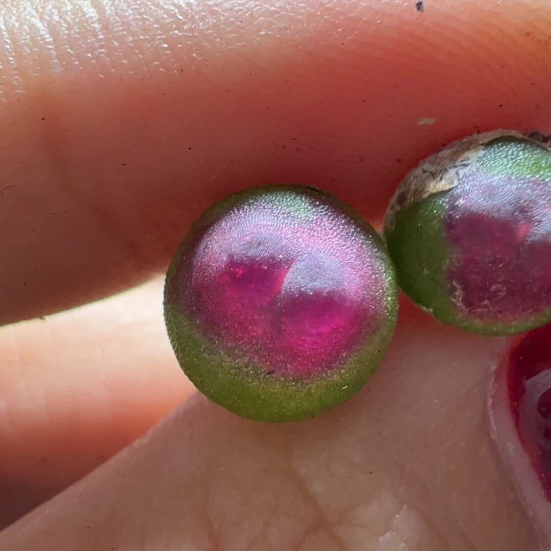 茶***手拉登杂草莓慕斯杂多肉