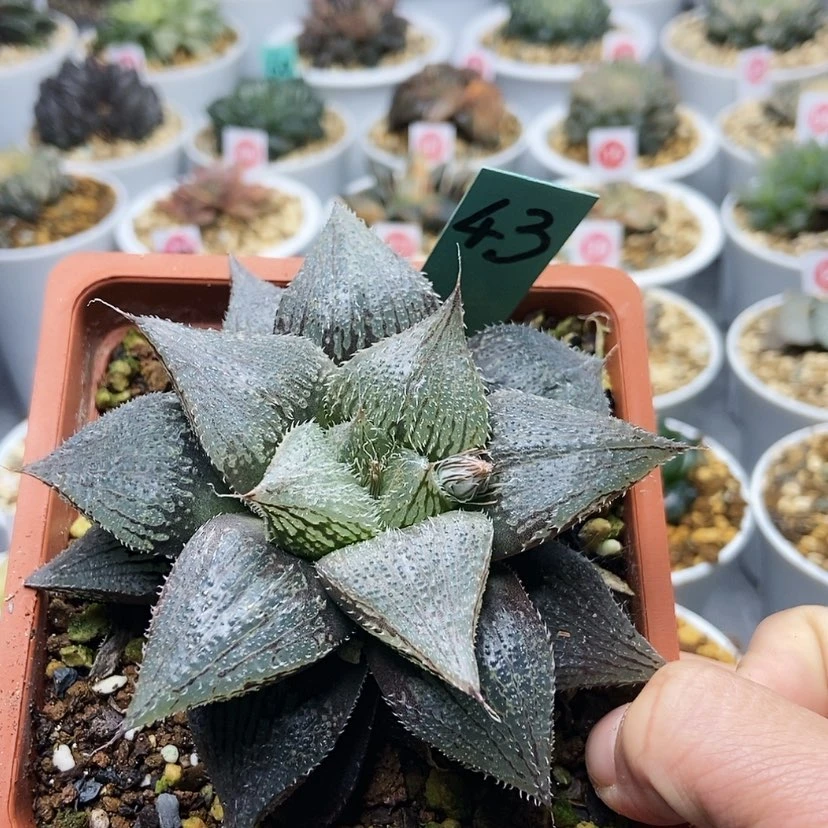 【闪购商品】43实生寿