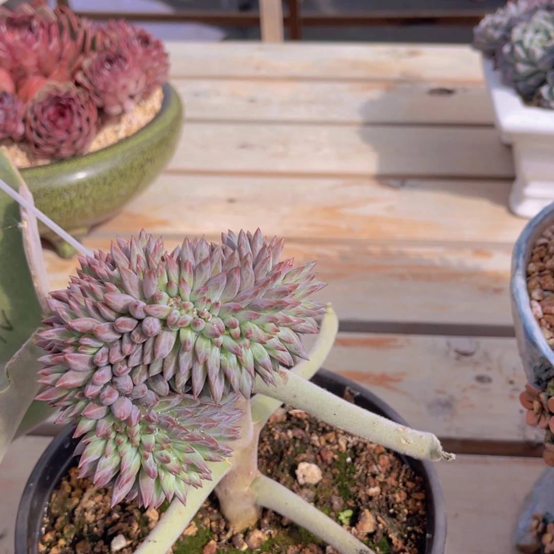 ^***笑多肉虞美人缀不带盆111漂亮