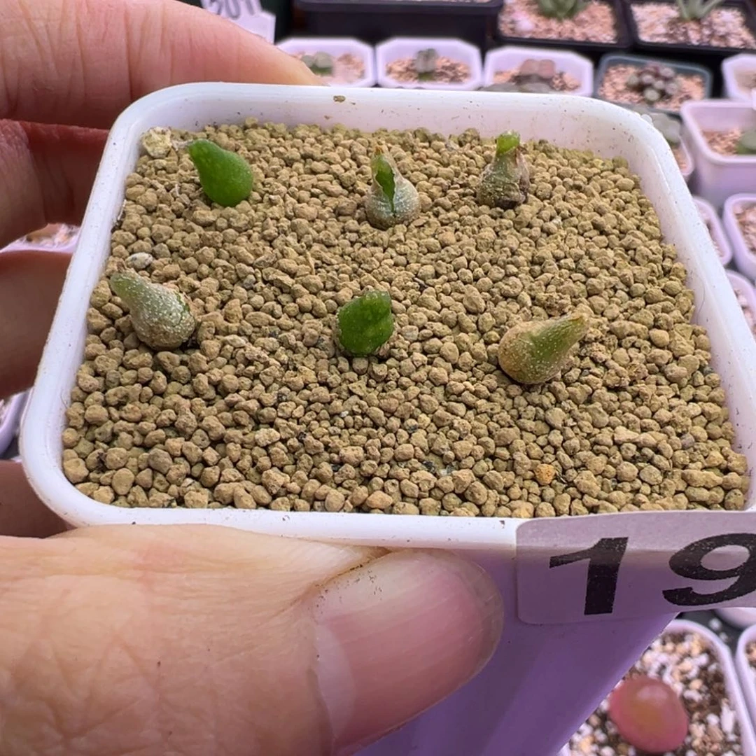 195号葫芦苗。。。。。。。