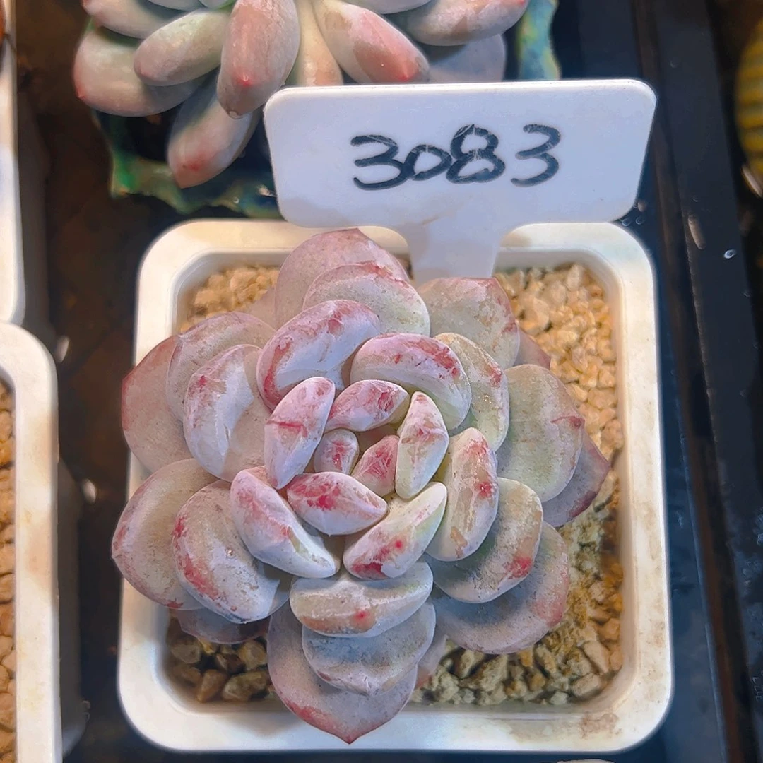 橙梦露石化3083号一物一拍