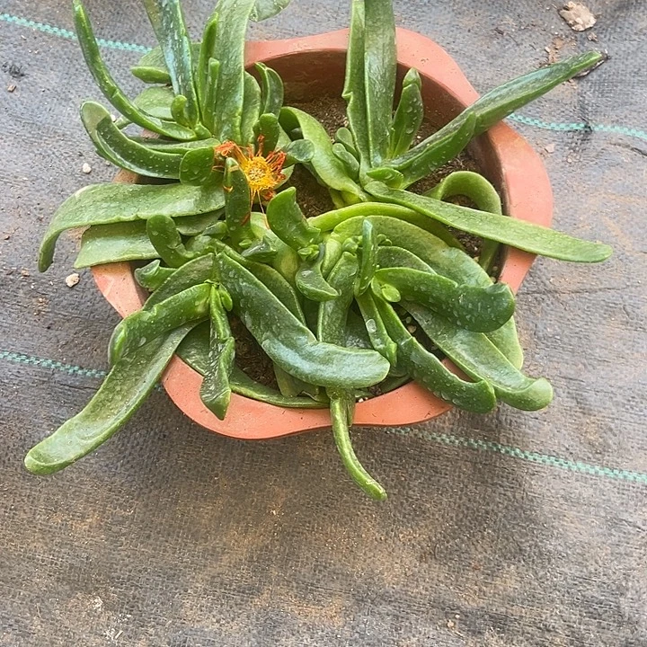 佛手托金一物一拍2号