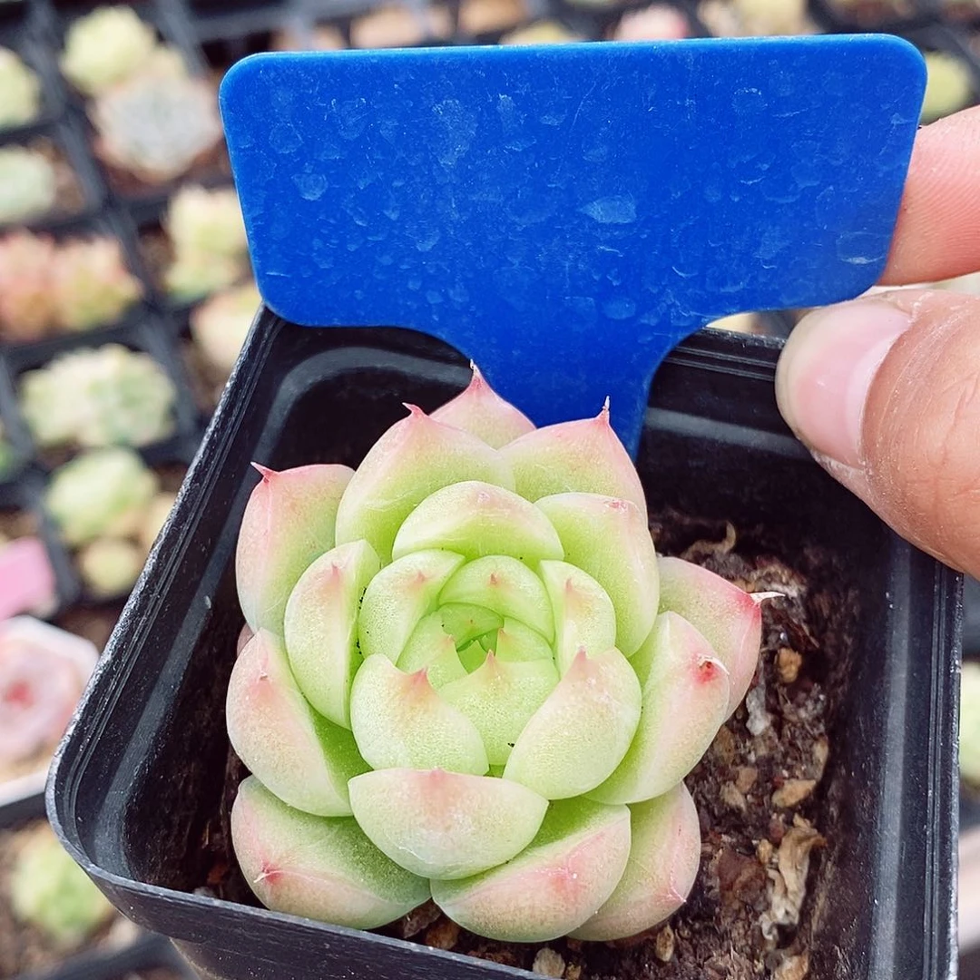 麦秆5cm多肉植物