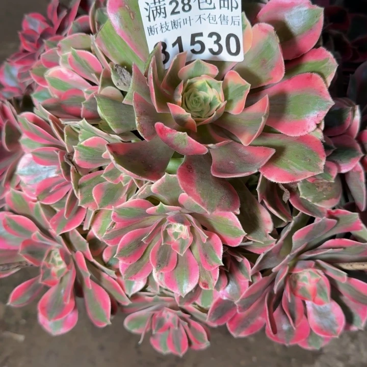 31530女妖多肉植物