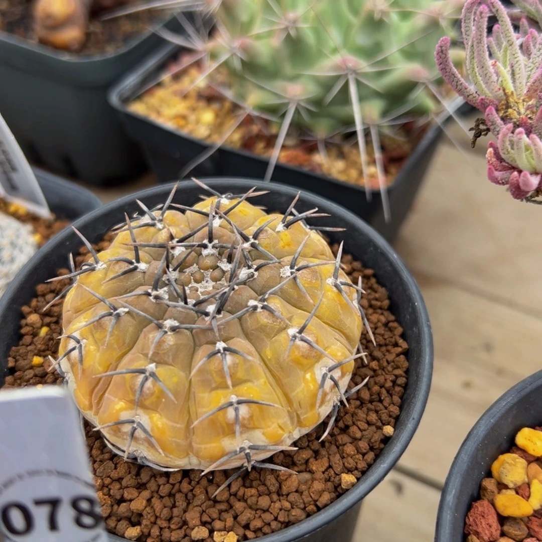 怪龙丸多肉植物带盆土