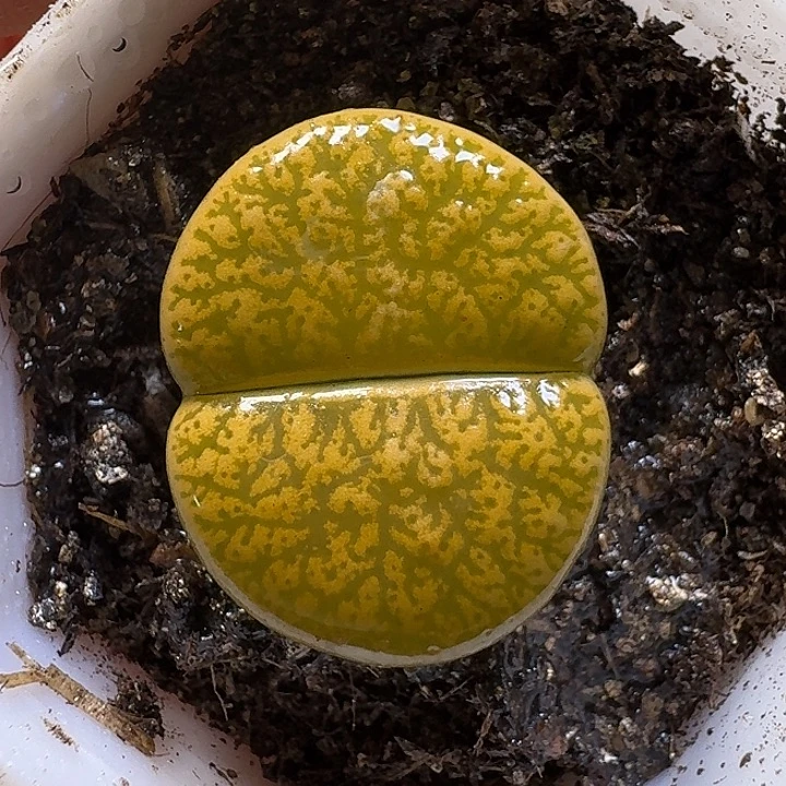 生石花111111。   156