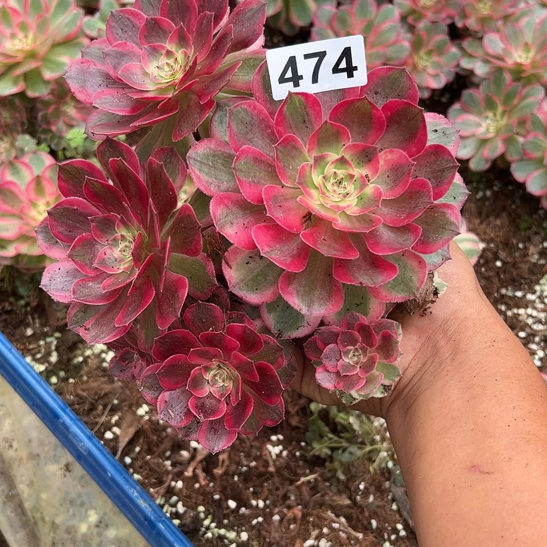 蓝***毛精品多肉植物474赤子心