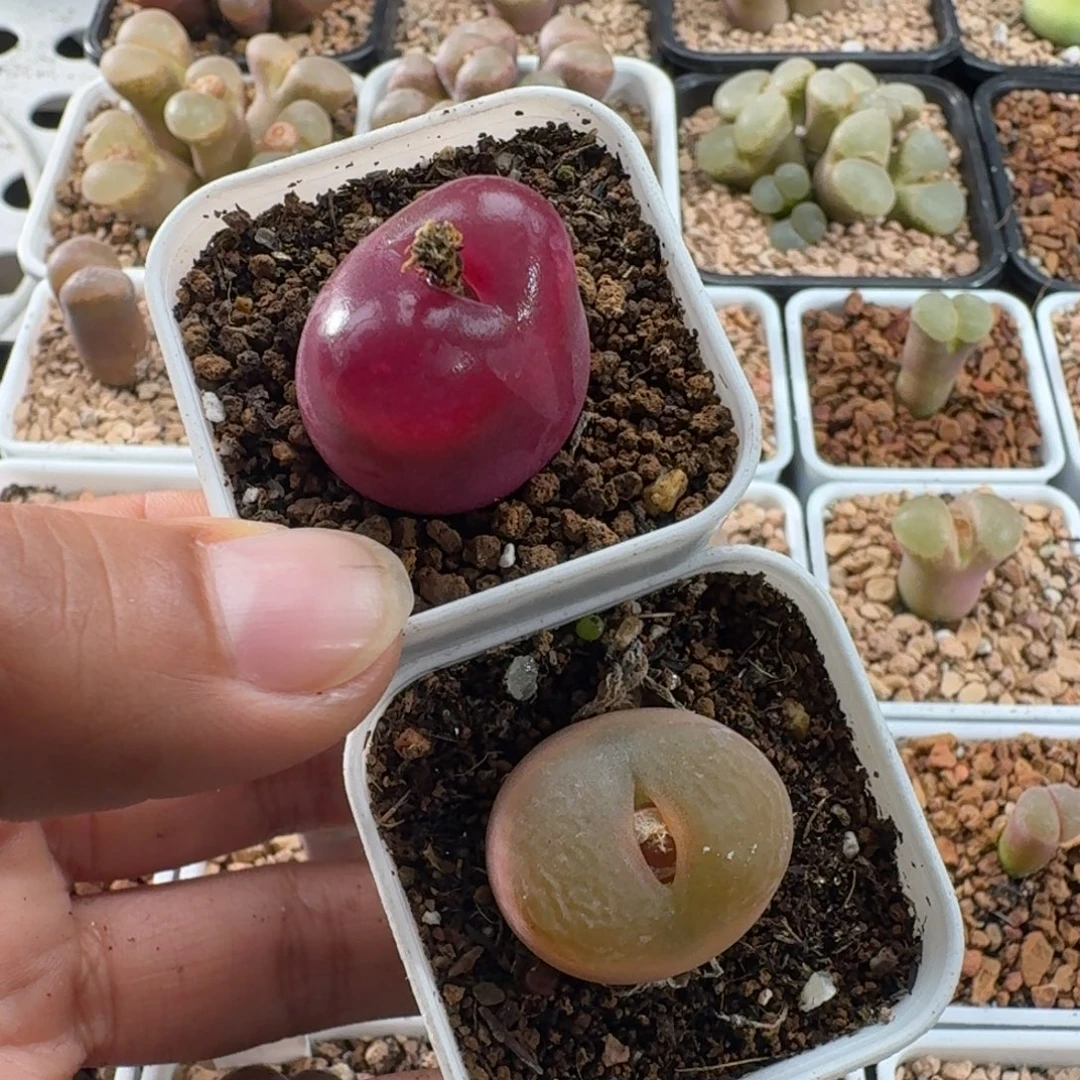 3926毛汉尼2颗2以上