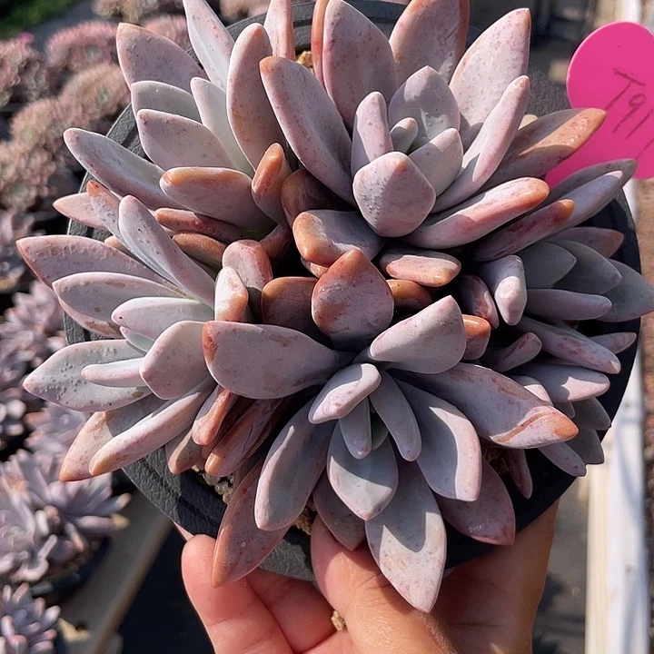 粉兔多肉植物群生917