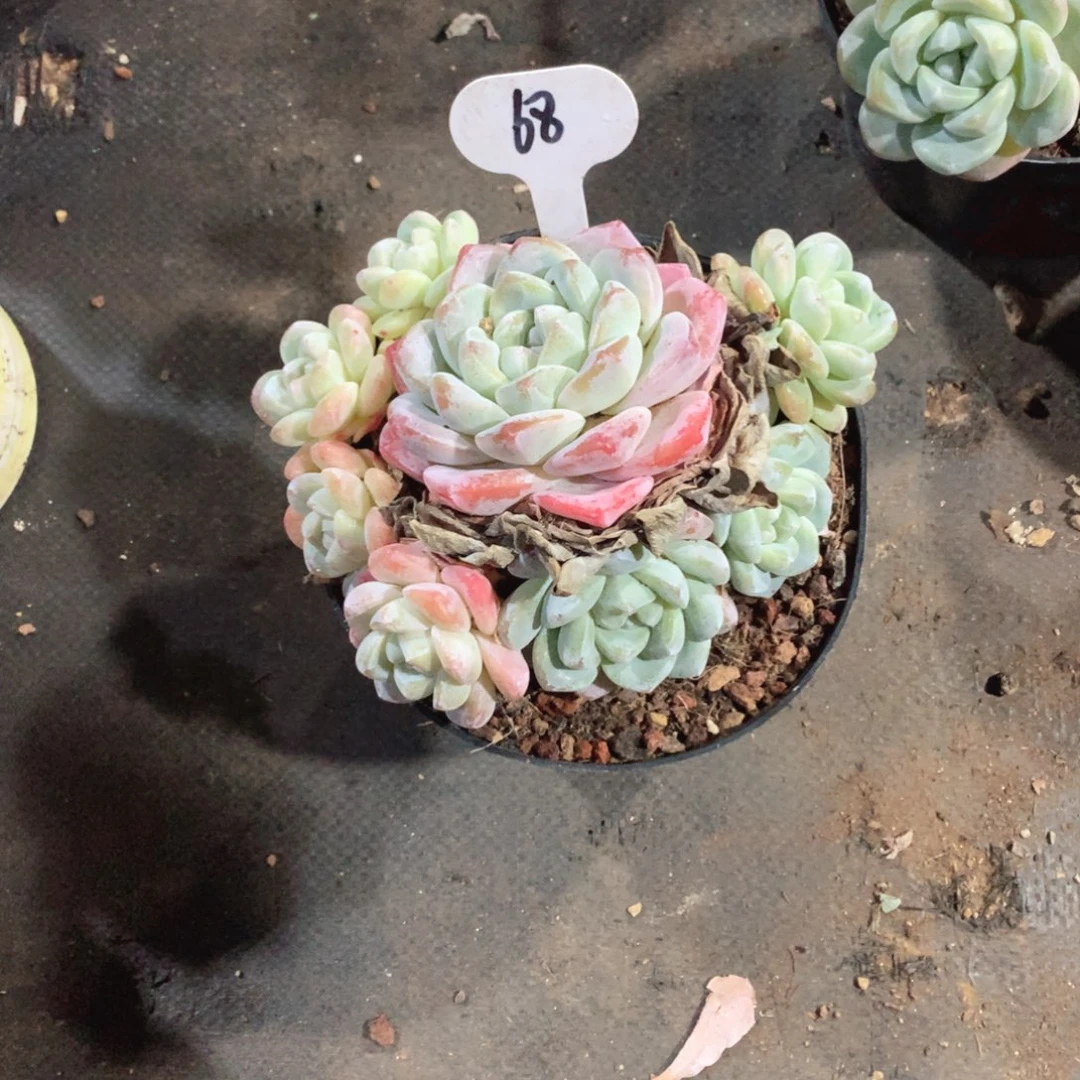 多肉植物68号冰玉58