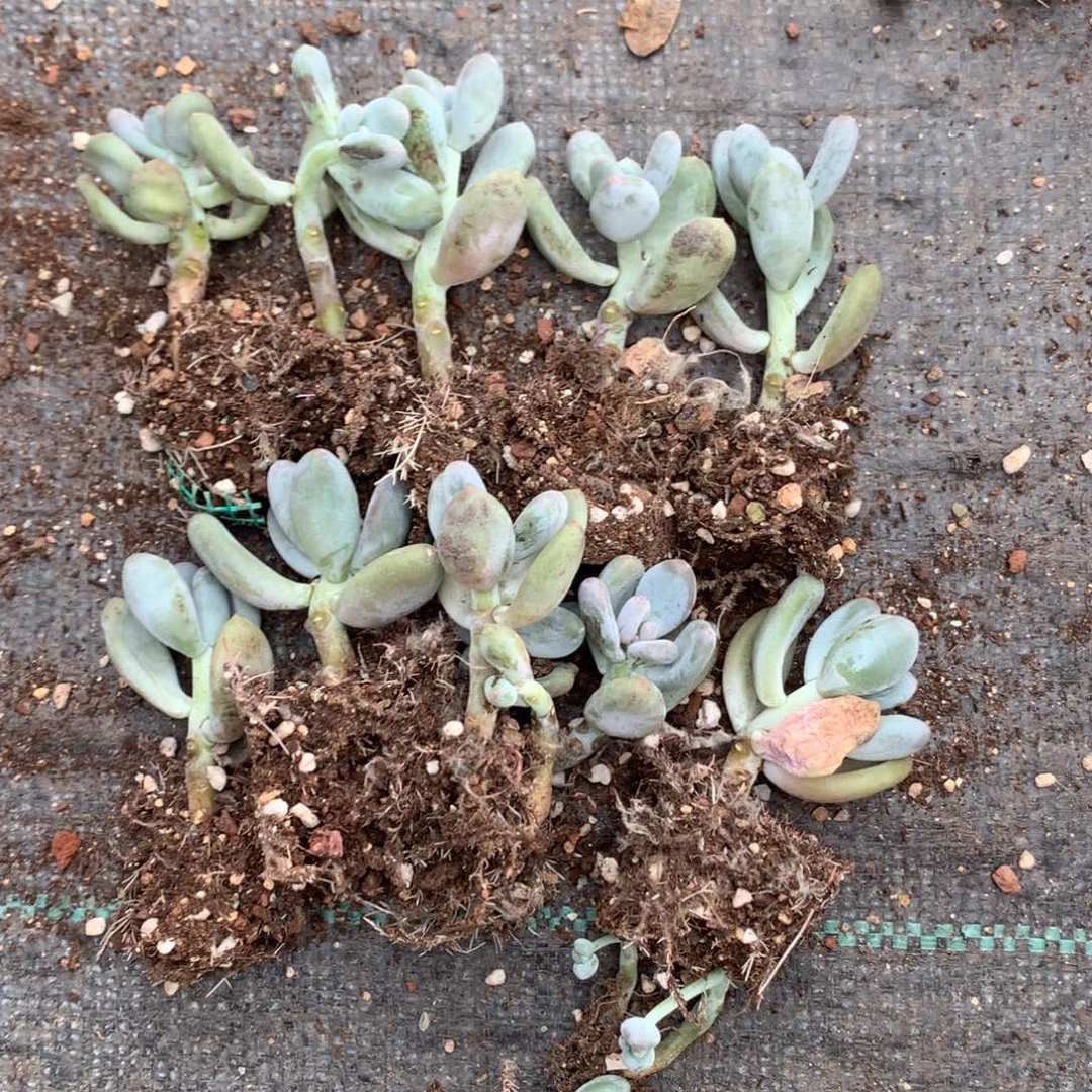 一起瑕疵特价无售后