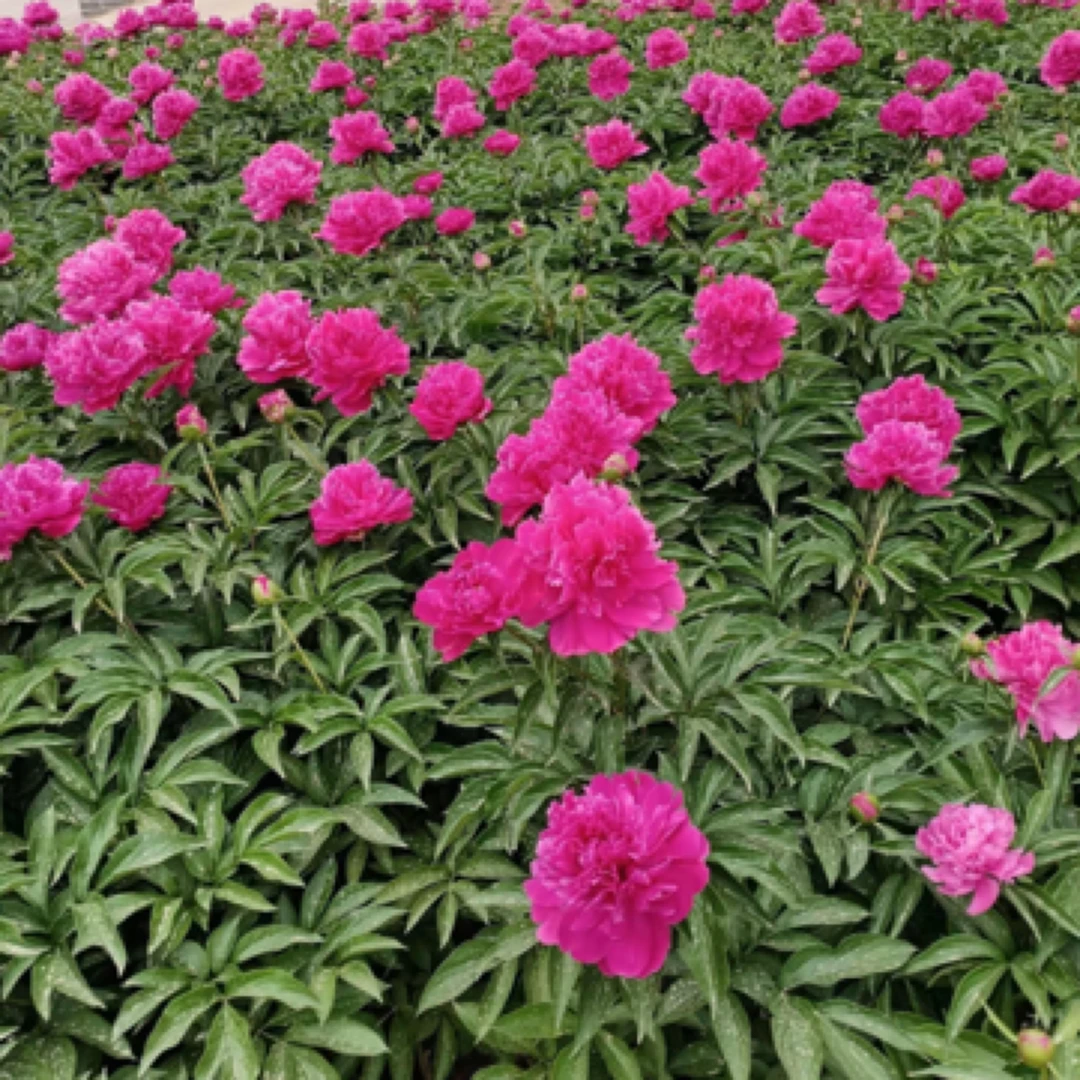 重瓣观赏精品芍药 无纺布袋苗