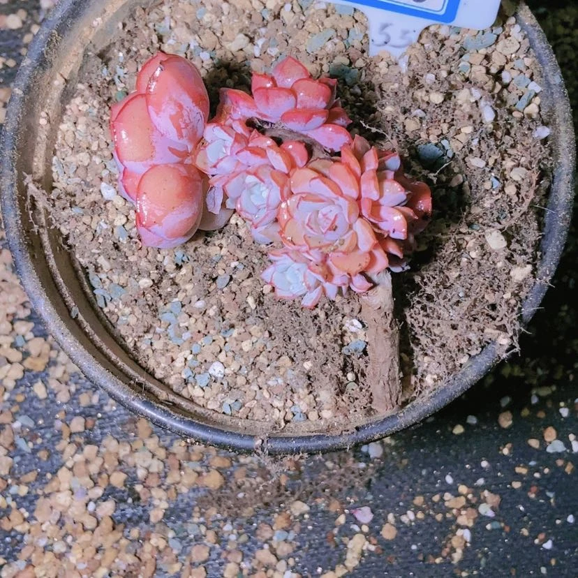 【闪购商品】娇*1135