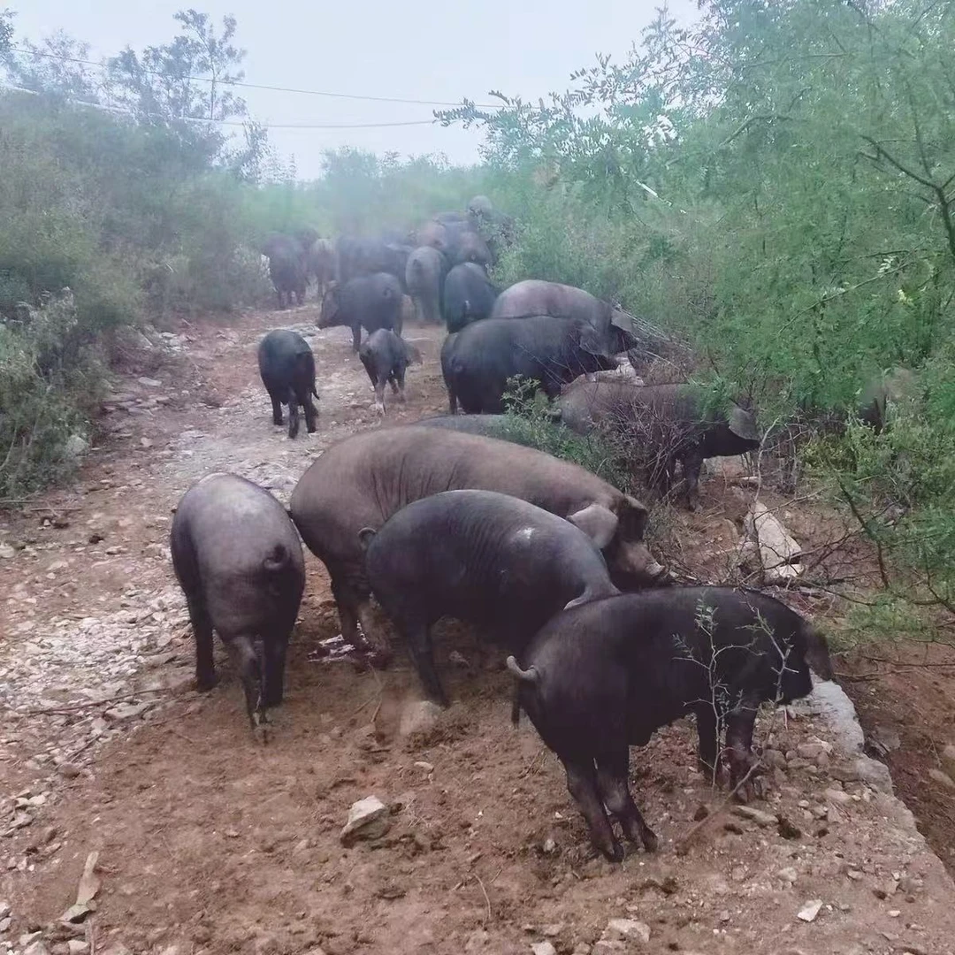 黑猪大骨头【重量以直播现场称重为准】东北纯粮喂养黑土猪跑山猪
