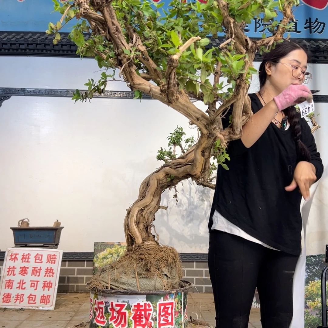 无花朵金银花8888