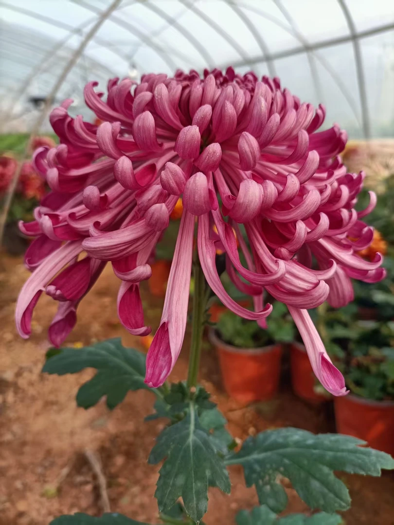 菊花半成品【山海绝艳】 （多本菊） 多年生室内室外盆栽地载花卉绿植